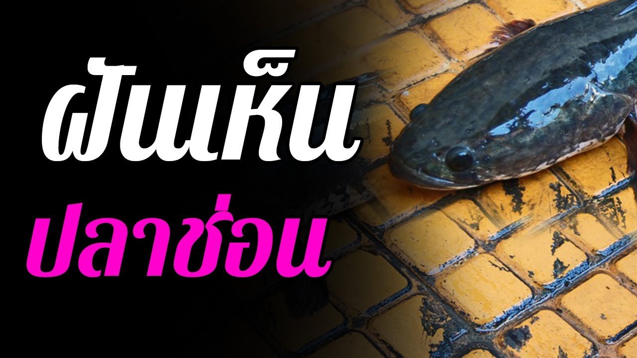 ฝันว่าจับปลาช่อน 2 มือ เลขเด็ด