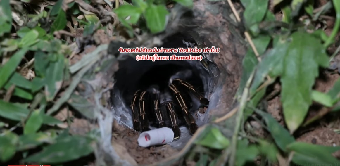 ส่องเลขเด็ดพญาบึ้งงวดนี้-showlek
