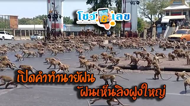 ฝันเห็นลิงฝูงใหญ่ - "Dream of seeing a large group of .monkeys"