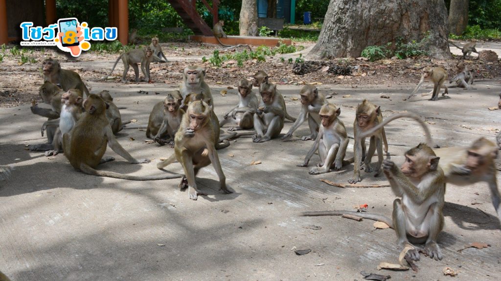 ฝันเห็นลิงไล่ตาม - "Dream of seeing a monkey chasing you"