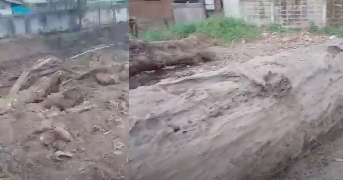 ต้นตะเคียน