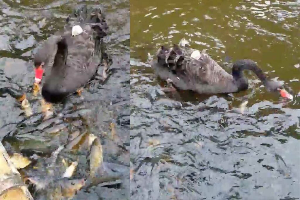 แม่หงส์ให้อาหารปลา