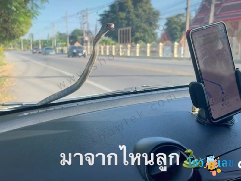 TikTok, งูขึ้นรถ, งูเลื้อยเข้ารถ, เลขทะเบียนรถ, เลขเด็ดงู