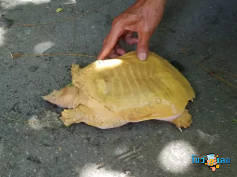 เลขเด็ดงวดนี้, เลขเด็ด 1/6/65, เลขเด็ด, ตรวจหวย, สลากกินแบ่งรัฐบาล, ลอตเตอรี่, หวยรัฐบาล, เลขเด็ด 1 มิ.ย. 65, หวย 1 มิ.ย. 65, วัดสว่างอารมณ์, หวย, ข่าวหวย