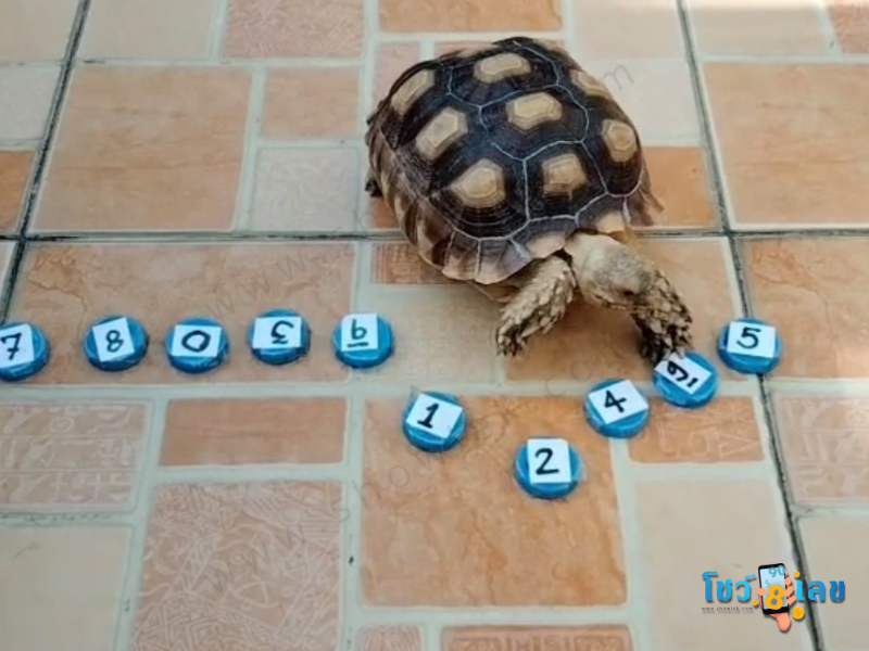 เต่าบอกเลข เลขเด็ด 16/6/65