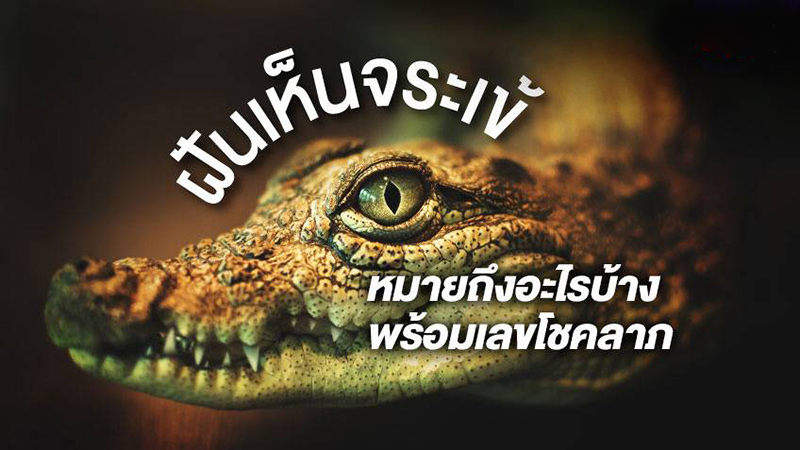 ฝันเห็นจระเข้-showlek.com 