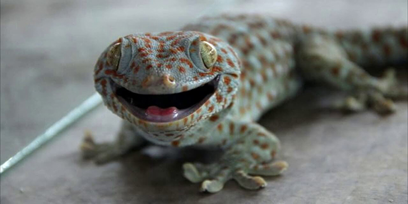ฝันเห็น ตุ๊กแก-showlek.com 