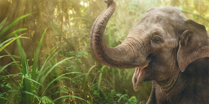 ฝันเห็นช้างเผือก