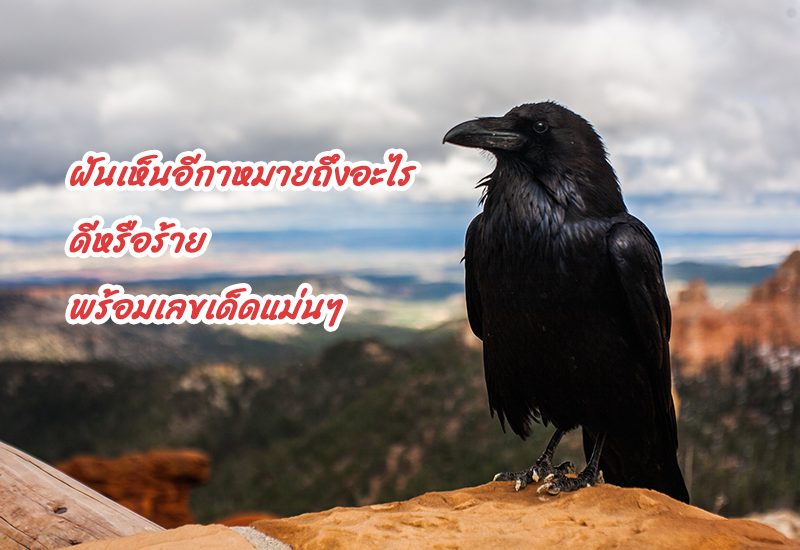 ฝันเห็น อีกา-showlek.com 