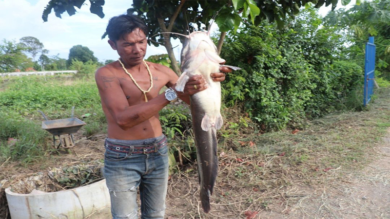 ฝันเห็นปลาดุกหลายตัวเลขเด็ด