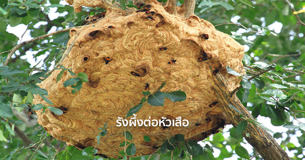 ฝันเห็นรังผึ้งรังต่อ