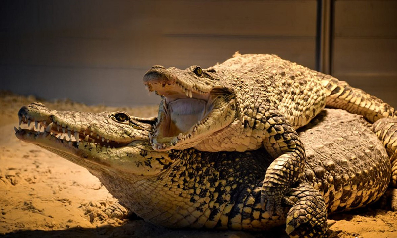 ฝันเห็นจระเข้สองตัว-showlek