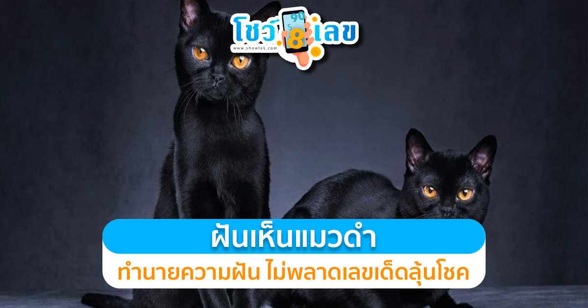 ทำนายฝันเห็นแมวดำ ฝันร้ายเท่านั้นหรือ แนะนำเลขเด็ดน่าสนใจ พร้อมความหมาย