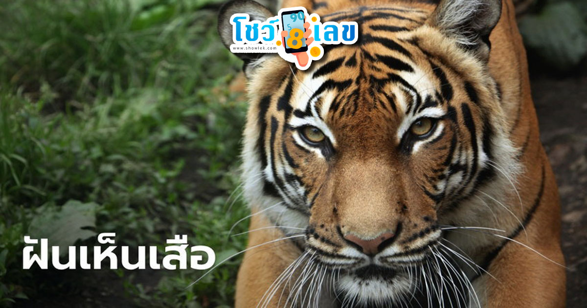 ฝันเห็นเสือ พร้อมความหมายของความฝัน และตีเลขเด็ดจากการฝัน