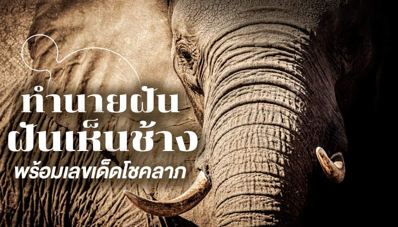 ฝันเห็นช้างตัวใหญ่