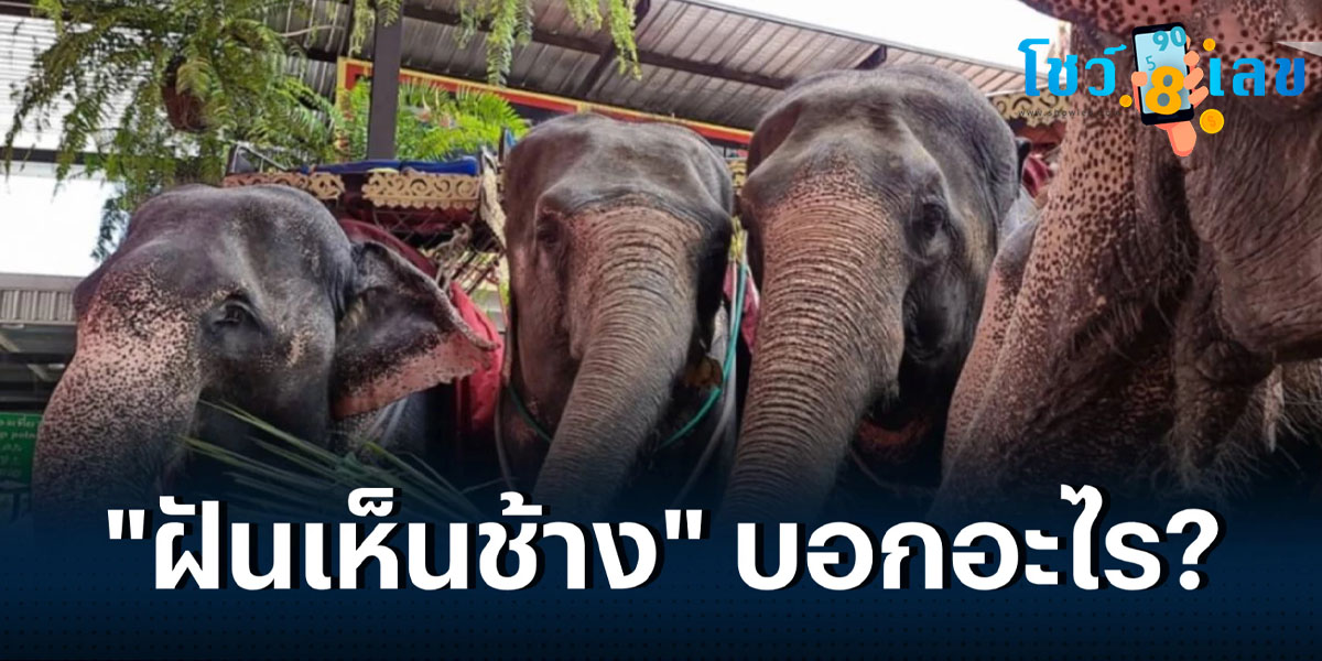 ฝันเห็นช้างหลายเชือก คำทำนายฝัน เมื่อฝันเห็นช้าง ตามโบราณได้กล่าวไว้