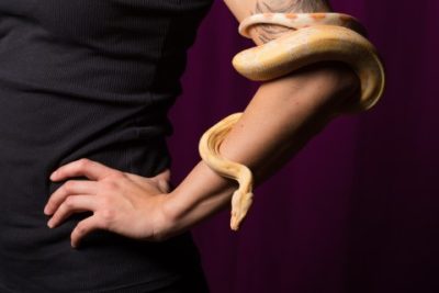 ฝันว่างูเข้าบ้าน-showlek