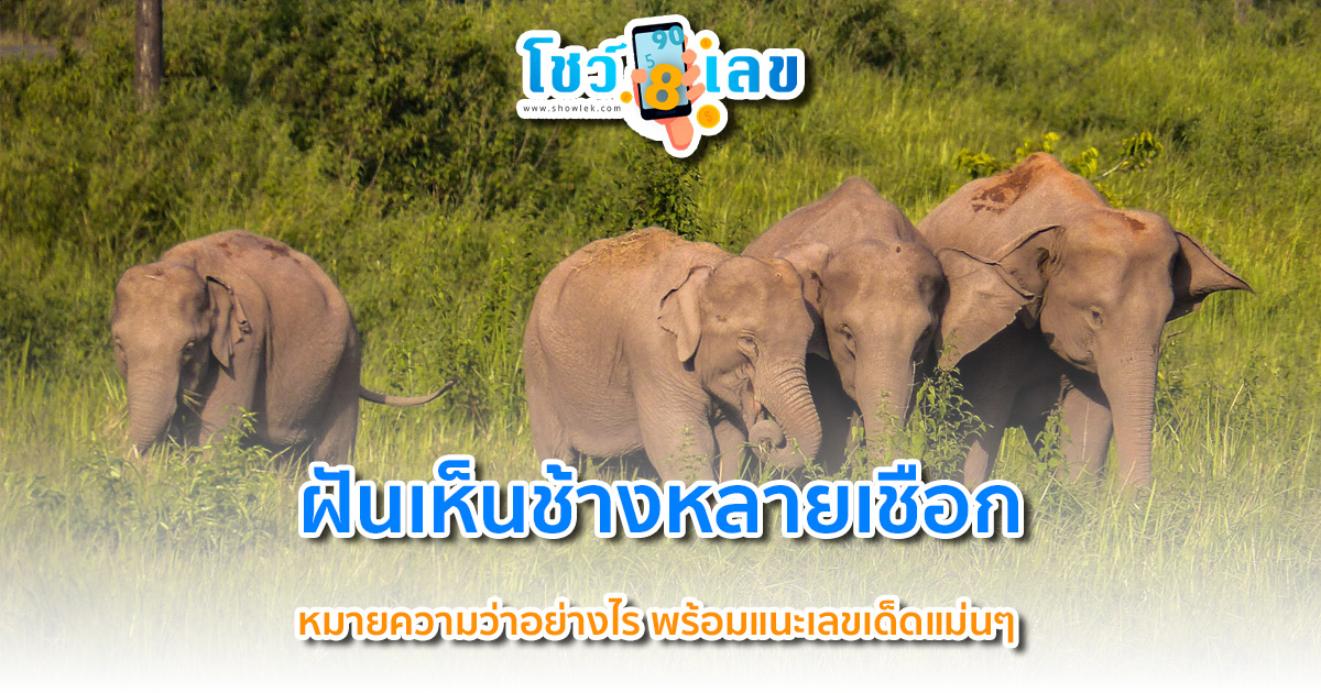ฝันเห็นช้างหลายเชือก หมายความว่าอย่างไร พร้อมแนะเลขเด็ดแม่นๆ