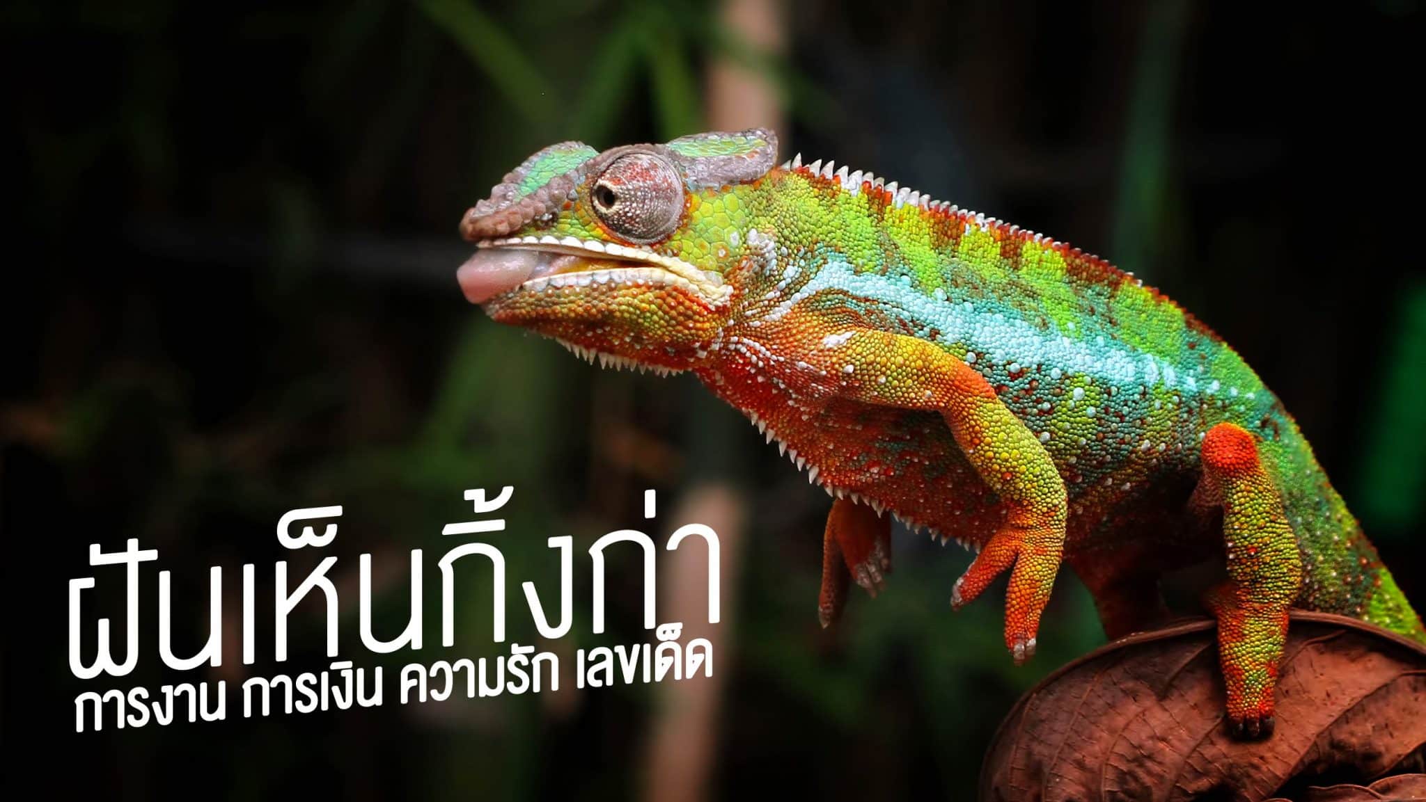 ฝันเห็นกิ่งก่า