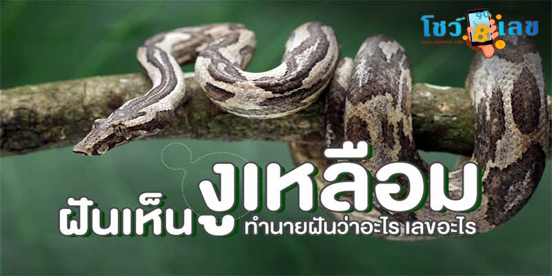 ฝันเห็นงูเหลือมตัวใหญ่