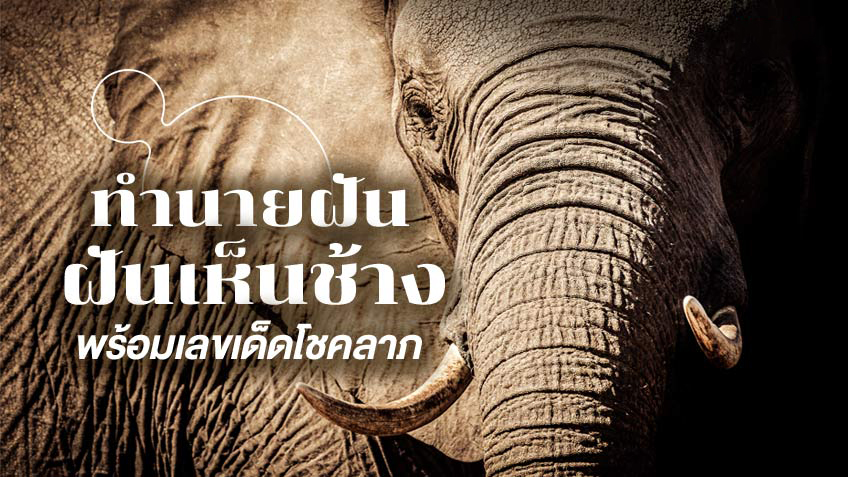 ฝันเห็นช้างเผือก