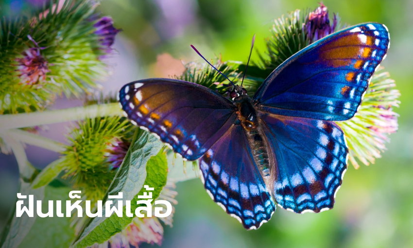 ฝันเห็นผีเสื้อ
