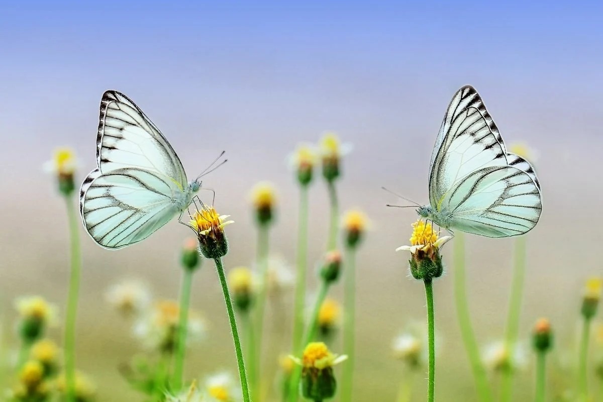  ฝันเห็นผีเสื้อเยอะมากเลขเด็ด