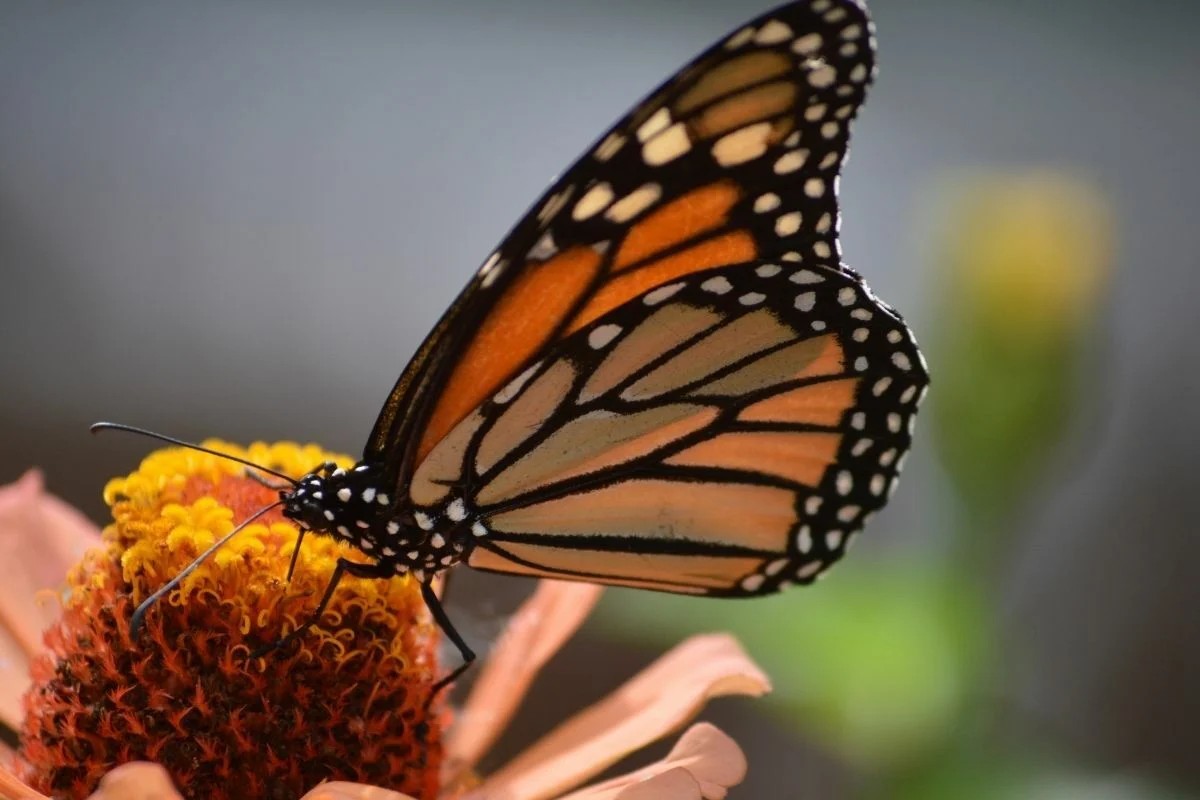  ฝันเห็นผีเสื้อ เลขเด็ด