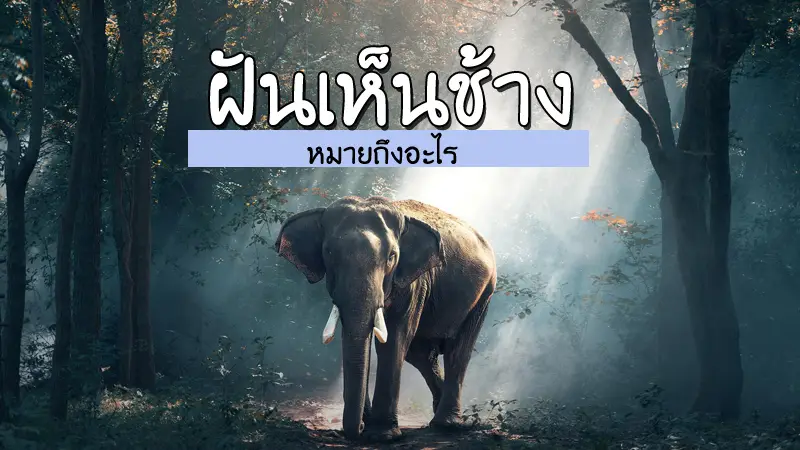  ฝันเห็นช้างตัวใหญ่มาก 1 ตัว