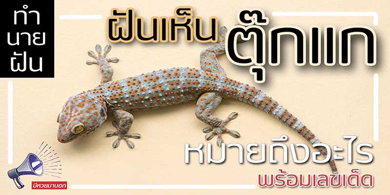 ฝันเห็นตุ๊กแก