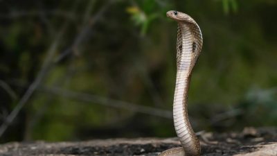 ฝันว่างูแผ่แม่เบี้ยใส่-showlek