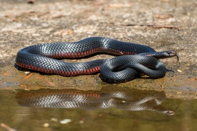 ฝันว่างูเข้าบ้าน-showlek