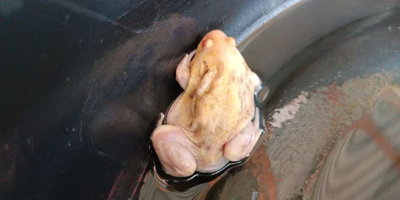 อึ่งเผือก" คาดมาให้โชค