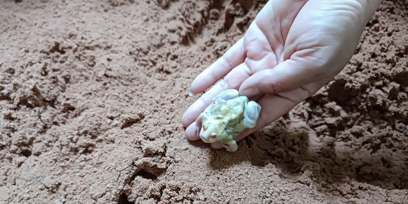 อึ่งเผือก" คาดมาให้โชค