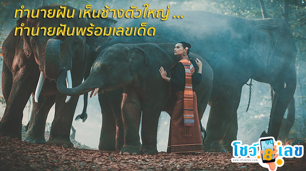 ฝันเห็นช้างใหญ่15/05/66 ตามตำราทํานายฝัน ตามมาดูดวง พร้อมเลขเด็ดงวดนี้จากความฝันนี้กันเลย