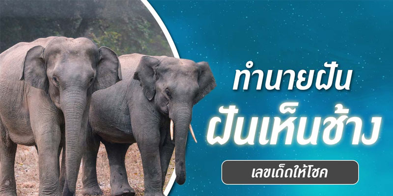 ฝันเห็นช้างหลายเชือก