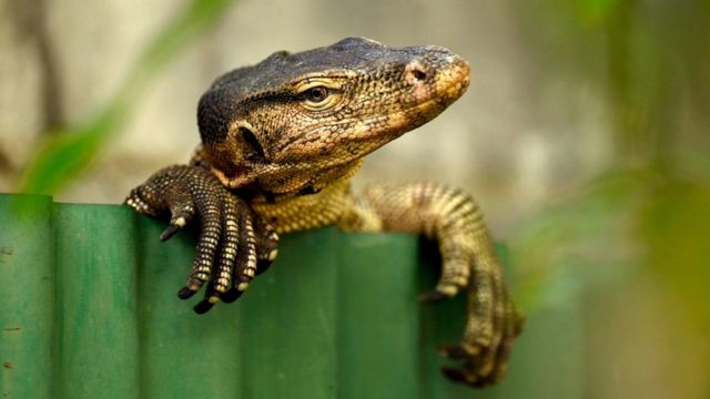 ฝันเห็นตัวเงินตัวทองเลขอะไร-showlek