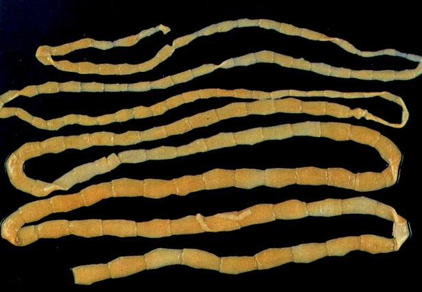 ฝันเห็นพญาธิ