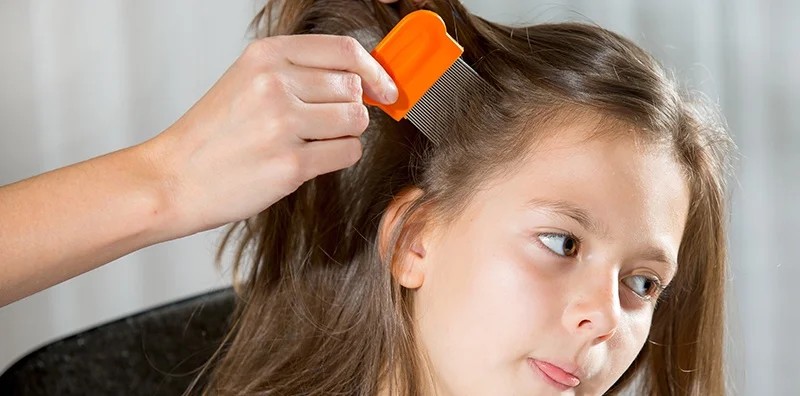 ฝันเห็นเหาเต็มหัว เลขเด็ด