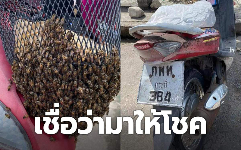 มาให้โชค-showlek.com