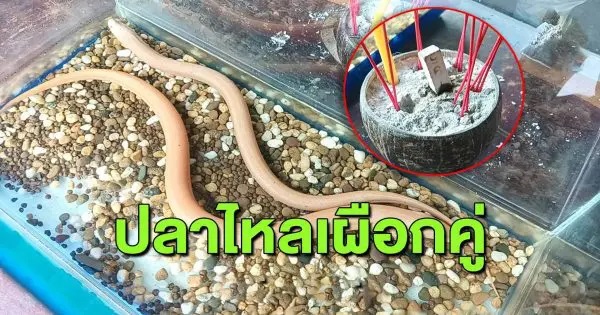 ปลาไหลเผือก