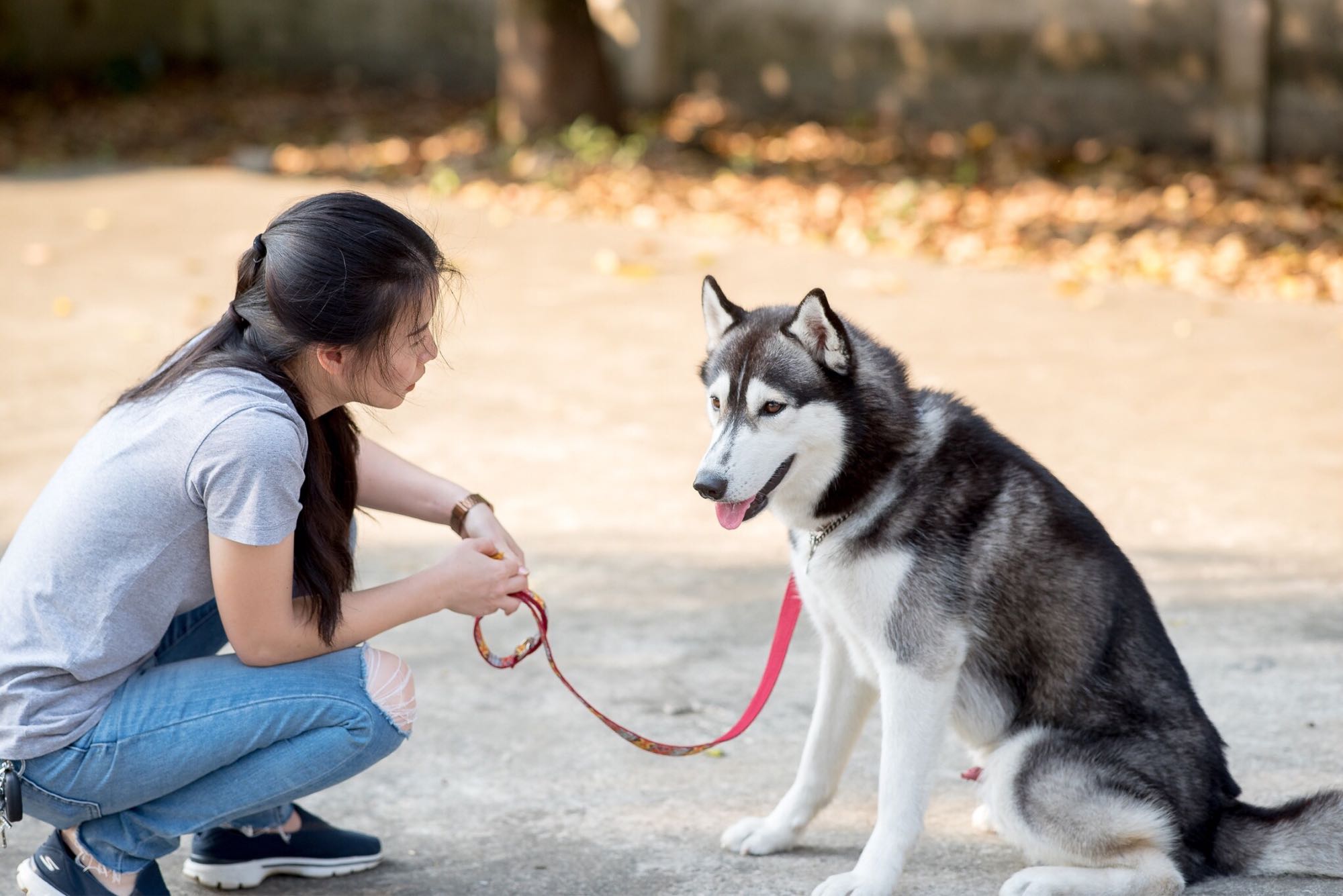ฝันเห็นสุนัขเข้ามาหา-showlek