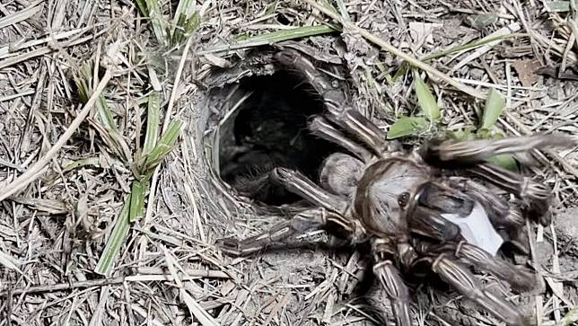 ลุ้นโชค เลขเด็ดพญาบึ้ง