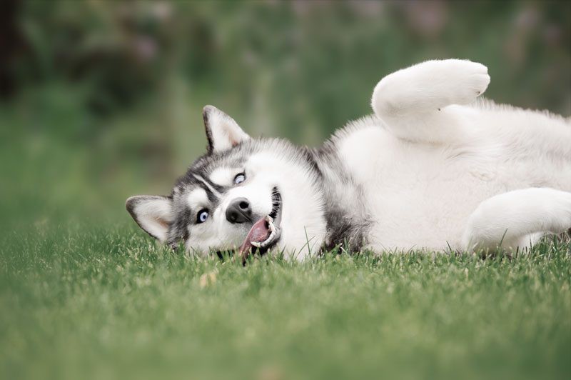 ฝันเห็นหมาตาย-showlek