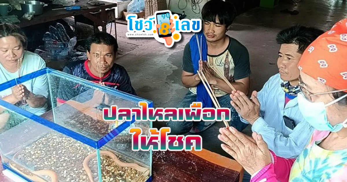 ปลาไหลเผือก พ่อค้าไส้กรอกเจอ ปลาไหลเผือก 2 ตัว เชื่อมาให้โชค ชาวบ้านแห่จุดธูปขอหวย