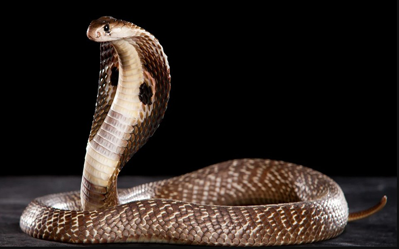 ฝันเห็นงูเข้ามาอยู่ใกล้ ๆ-showlek.com