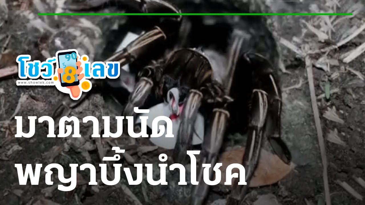 พญาบึ้ง เลขสวยไปลุ้นโชค งวดวันที่ 1/7/66 คอหวยทำพิธีขอตัวเลขเสี่ยงทายตามความเชื่อ