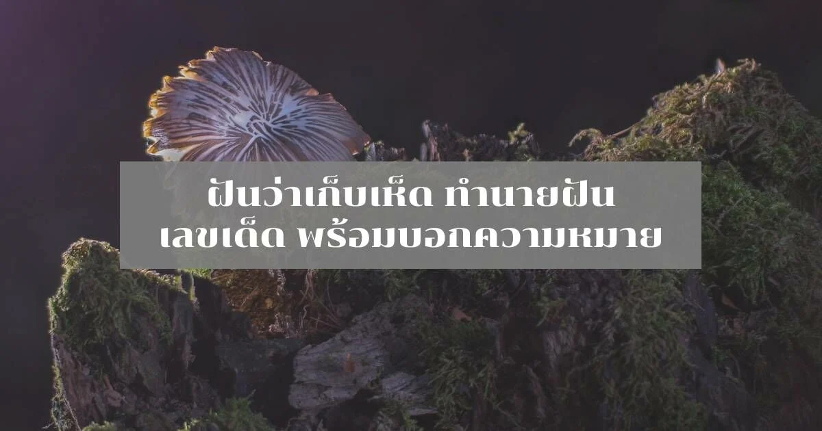 ฝันว่าได้เก็บเห็ดเยอะมาก