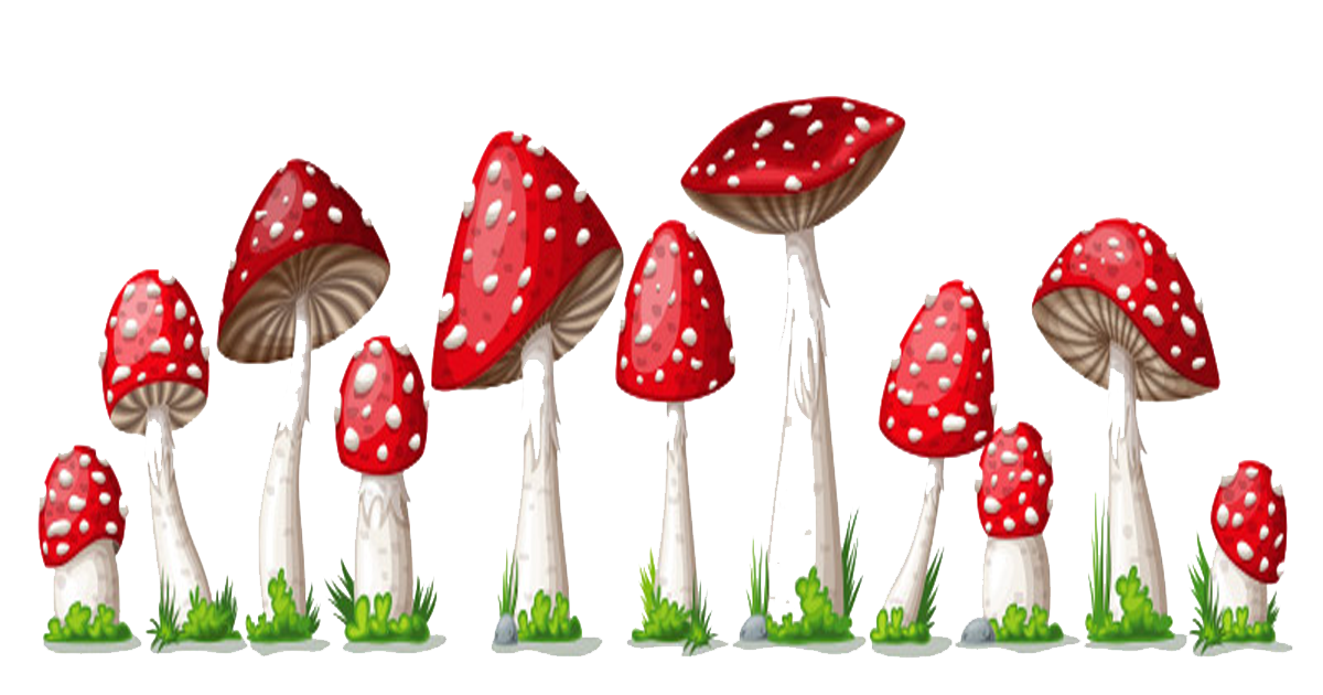 ฝันเก็บเก็บเห็ด