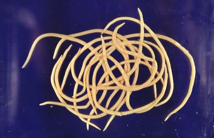 ฝันเห็นพญาธิเฮง99